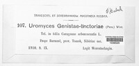 Uromyces genistae image